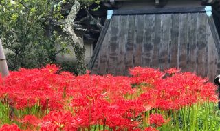 Red spider lily and Shoro Belfry in Eishoji temple in Kamakura