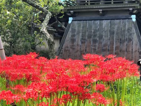 Red spider lily and Shoro Belfry in Eishoji temple in Kamakura