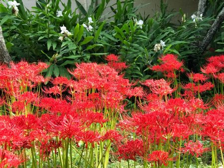 Red spider lily and ginger flower in Eishoji temple in Kamakura