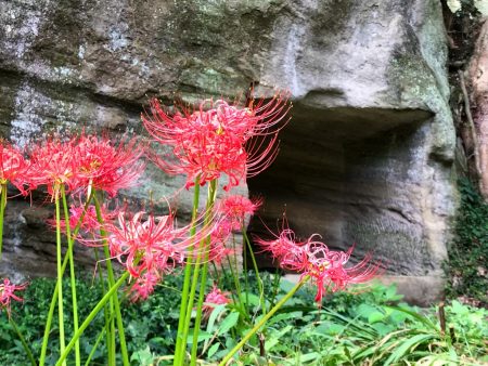 Red spider lily and Yagura in Eishoji temple in Kamakura