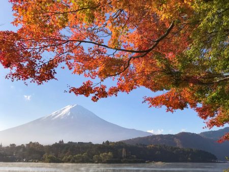 Momiji tunnel in the lake Kawaguchiko