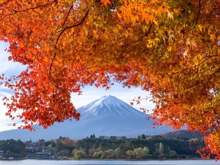 Momiji tunnel in the lake Kawaguchiko