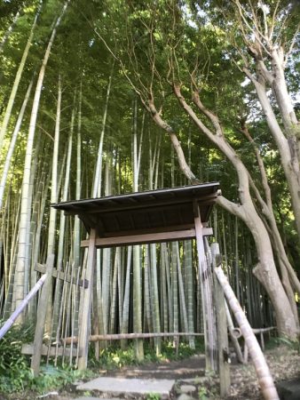 Bamboo garden of Eishoji temple in Kamakura
