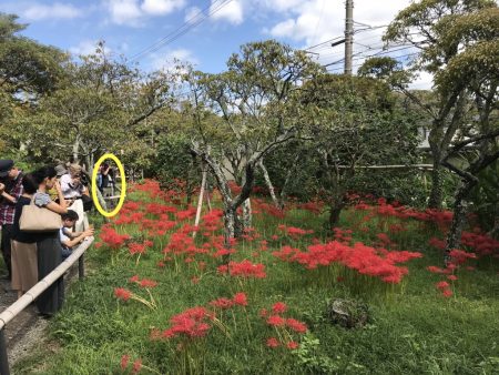 Red spider lily in Eishoji temple in Kamakura