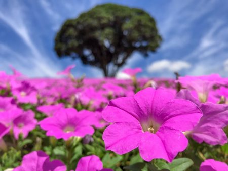 Petunia in Mother Farm