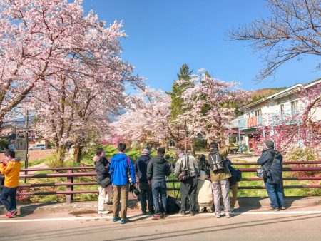 Cherry blossoms and Mt.Fuji at Omiyabashi bridge in Oshino Hakkai