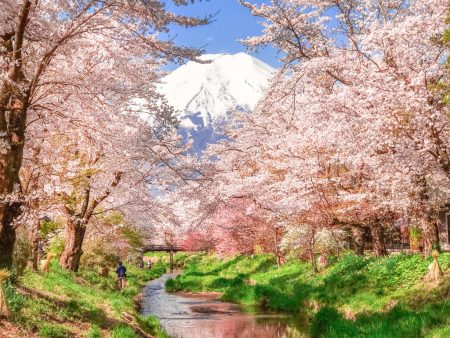 Cherry blossoms and Mt.Fuji at Omiyabashi bridge in Oshino Hakkai