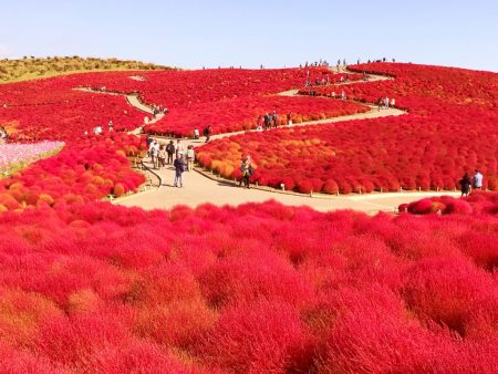 Autumn leaves of Kochia in Hitachi Seaside Park