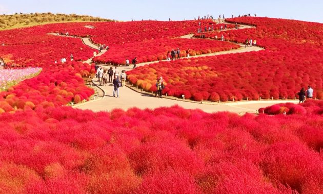 Autumn leaves of Kochia in Hitachi Seaside Park