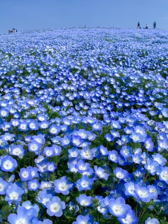 Nemophila field at Hitachi Seaside Park 2019