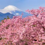Mt.Fuji at Matsuda Cherry Blossom Festival 2019