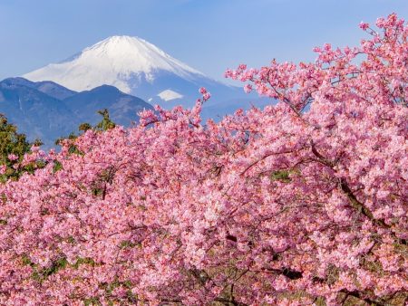 Mt.Fuji at Matsuda Cherry Blossom Festival 2019