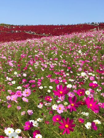 Autumn leaves of Kochia and cosmos flowers in Hitachi Seaside Park