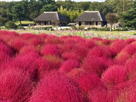 Autumn leaves of Kochia, restored traditional Japanese houses and cosmos flowers in Hitachi Seaside Park