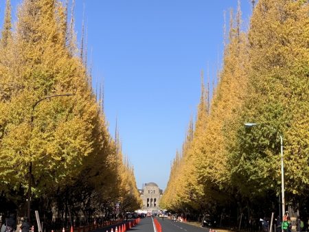Autumn leaves of ginkgo avenue in Tokyo by iPhone XS Max