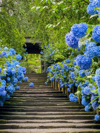 Hydrangea in Meigetsuin Temple