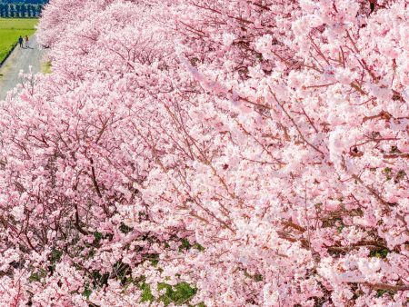 Cherry blossoms in Ichinoseki-Harane