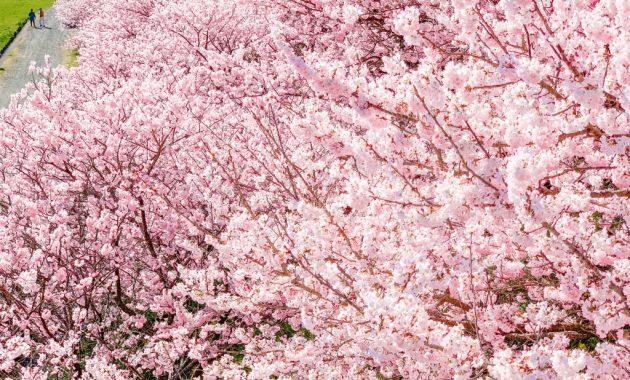 Cherry blossoms in Ichinoseki-Harane