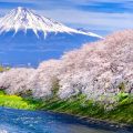 Mt.Fuji and cherry blossoms at Ryuganbuchi