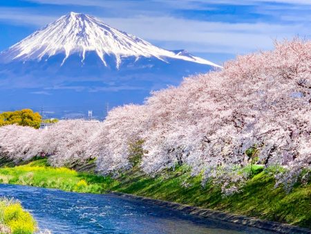 cherry blossoms and Mt.Fuji at Ryuganbuchi 2019