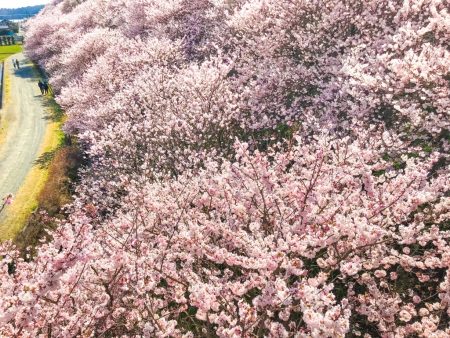 Cherry blossoms in Ichinoseki-Harane