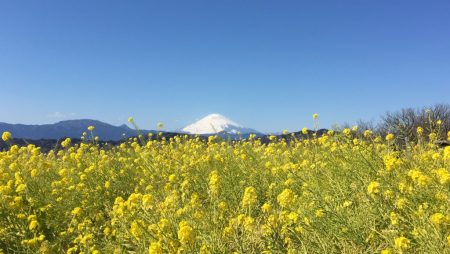 field mustard and Mt.Fuji at Azumayama Park in Ninomiya city