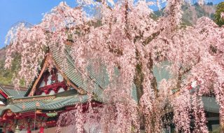 400 years old Shidare-Zakura cherry blossoms in Minobusan Kauonji Temple