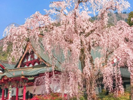 400 years old Shidare-Zakura cherry blossoms in Minobusan Kauonji Temple