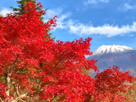 Autumn leaves and Mount Fuji in Nishiusuzuka.