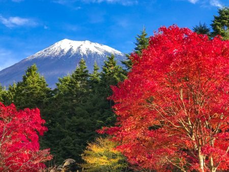 Autumn leaves and Mount Fuji in Nishiusuzuka.