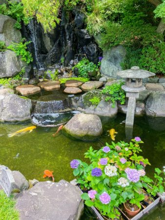 koi fishes and floating potted hydrangeas in Hase temple