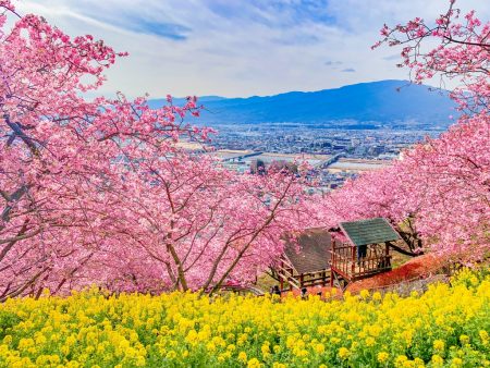 Matsuda Cherry Blossom Festival 2019