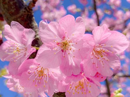 Kawazu Sakura in Hikichigawa Shinsui Koen Park