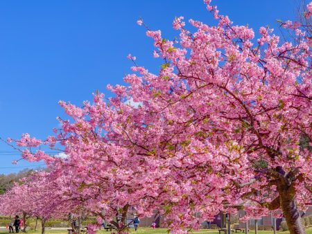 Kawazu Sakura in Hikichigawa Shinsui Koen Park