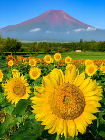 Sunflowers and Mount Fuji in Hanano Miyako Koen Park