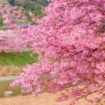 how to shoot cherry blossoms in a cloudy day