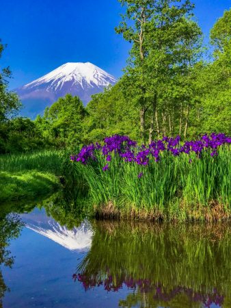 Mt.Fuji and the iris at Dojo-Ike pondo