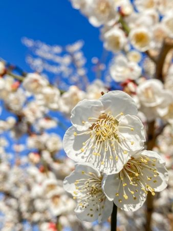 Plum blossoms in Soga,Japan