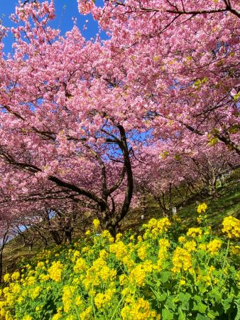 Matsuda Cherry Blossom Festival