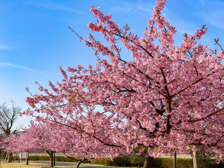 Kawazu Sakura in Hikichigawa Shinsui Koen Park