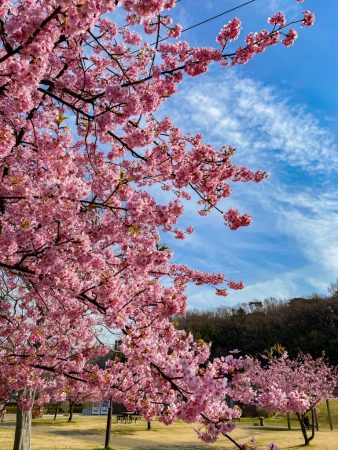 Kawazu Sakura in Hikichigawa Shinsui Koen Park