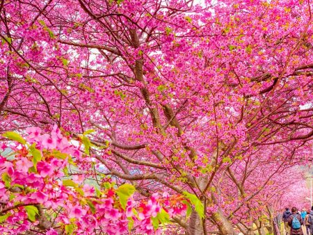 Cherry blossoms in Kawazu Town