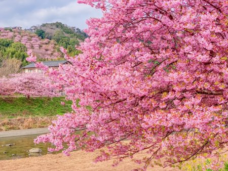 how to shoot cherry blossoms in a cloudy day