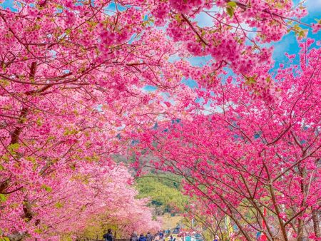 Cherry blossoms in Kawazu Town