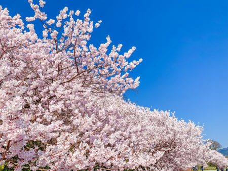 Cherry blossoms in Ichinoseki-Harane