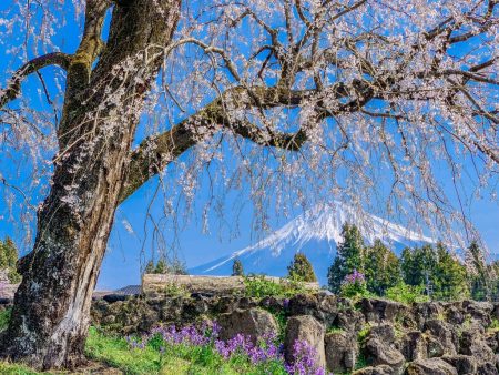 Mt.Fuji and shidare sakura in Jyokyo-ji temple in Fujinomiya city