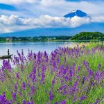 Lavenders and Mount Fuji at Kawaguchiko herb festival2018