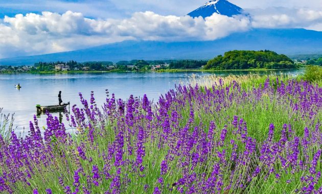 Lavenders and Mount Fuji at Kawaguchiko herb festival2018