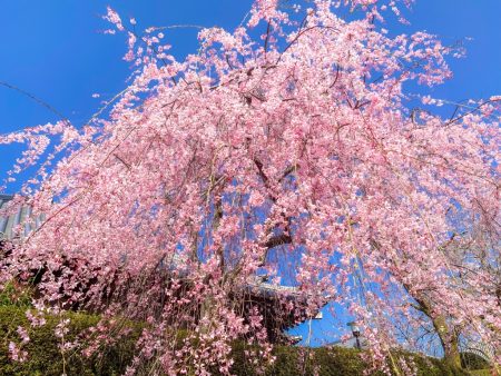 Shidare Zakura cherry blossoms in Taiseki-ji temple