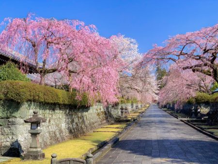 Shidare Zakura cherry blossoms in Taiseki-ji temple